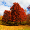 autumntree13