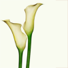 calla20